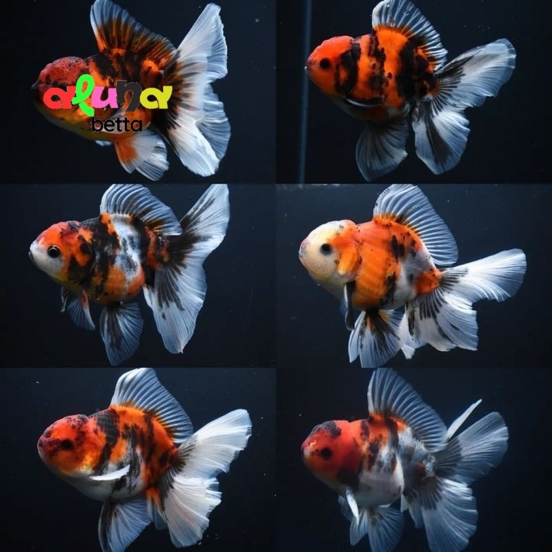 Hiasan Oranda Pancawarna Gemoy 5-6cm gen bagongan