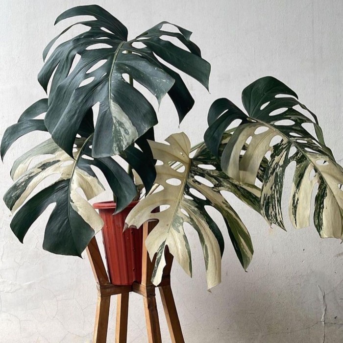 Bibit Batang Bonggol Tanaman Hias Monstera King Variegata