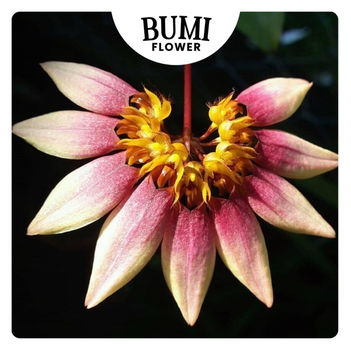 Bulbophyllum lepidum - Bumi Orchids Foresta Anggrek Bulbo Species Tanaman Hias