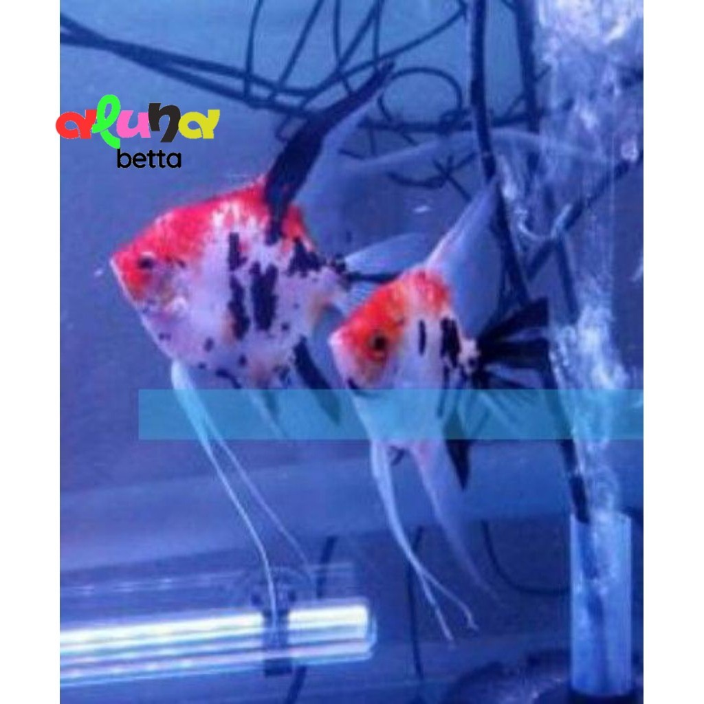Manfish Red koi Slayer 3  cm SEPASANG