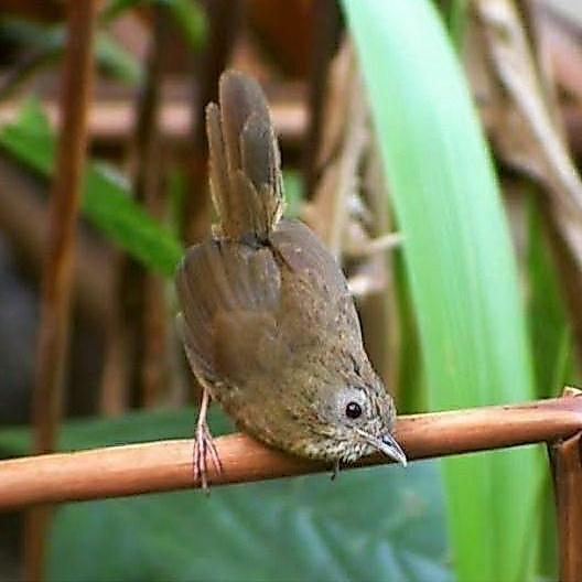 Jayus - Burung Wambi Mini Import