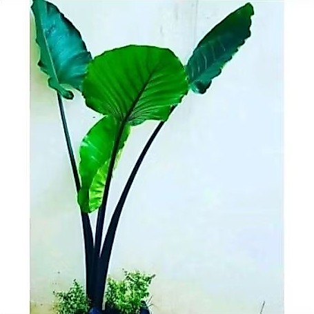 tanaman hias sente batang hitam - sente hitam