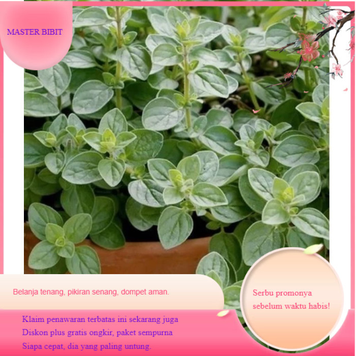 MB767 Bibit Tanaman Herbal dan Rempah Oregano Greek