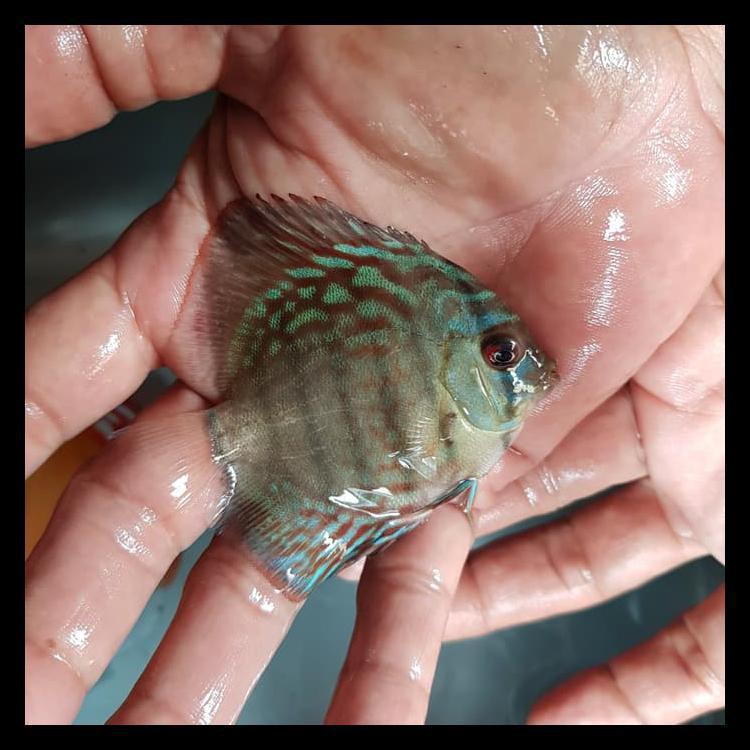 Ikan Discus Blue Turquoise 2 inch | Kualitas Premium