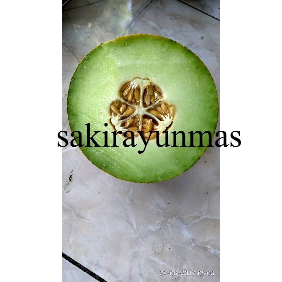 Benih Bibit Melon Madu Madurasa F1 Tahan Virus 50 Biji Cap You Seed