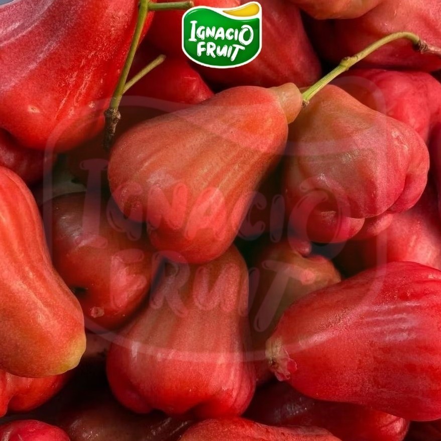 [INSTAN] Jambu Citra 1 Kg - Jambu Air Manis Segar,Renyah, Buah Lokal Pilihan, Diskon Ongkir