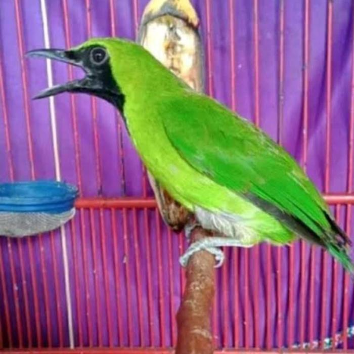 CS cucak ijo bondolan body big