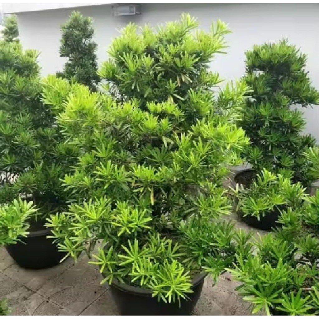 Tanaman Hias Lohansung/Bibit Bonsai Lohansung