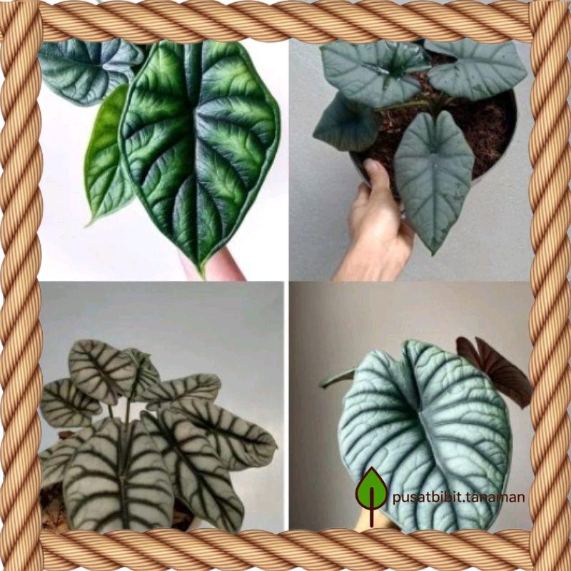 PAKET 4 bonggol Alocasia tanaman hias