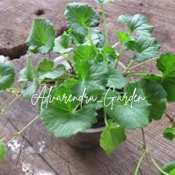 PAKET 30RB 5 PCS PEGAGAN bibit pegagan bibit daun pegagan bibit sayur pegagan tanaman obat tanaman h