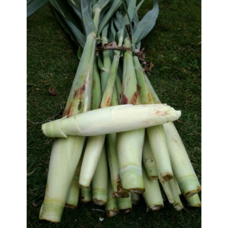 

TERMURAH Sayuran Segar Terubuk Turubuk, Tebu telor Terubus per ikat isi 10