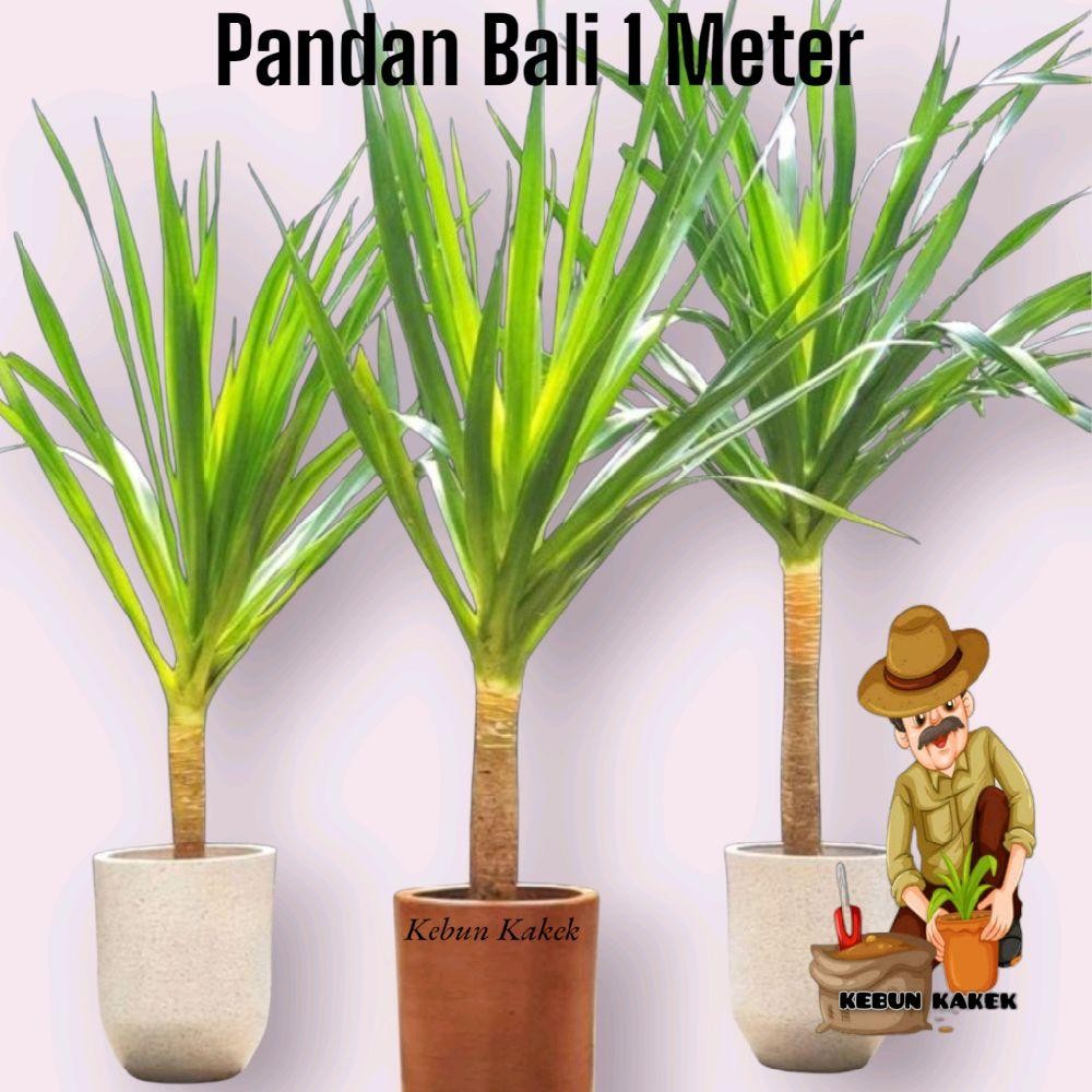 Tanaman Hias Pandan Bali Tinggi 1 Meter / Tanaman Hias Hidup Pandan Bali Bibit