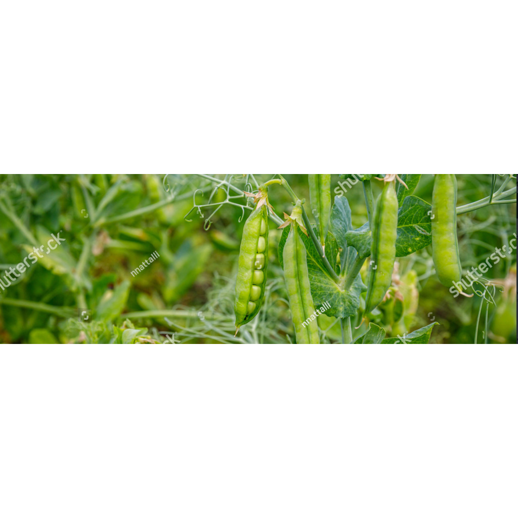 LPG BIBIT BENIH kacang polong