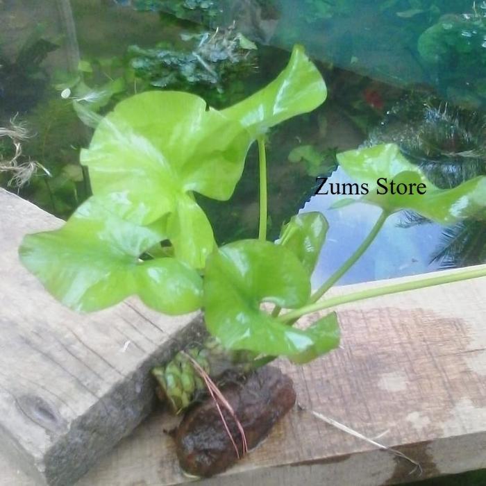 terlaris tanaman aquascape water lily tanaman air