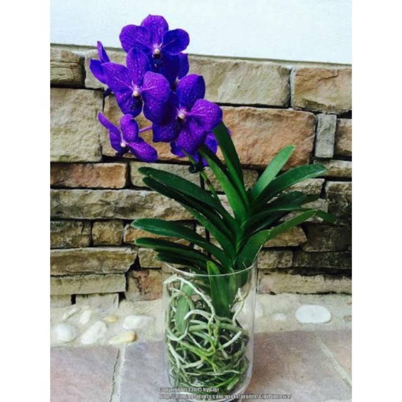 Anggrek vanda bunga ungu dewasa