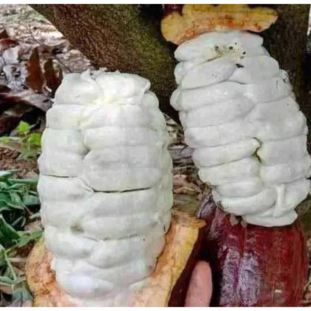 Biji bibit kakao MCc02 kecambah siap tanam,per 20 biji :::