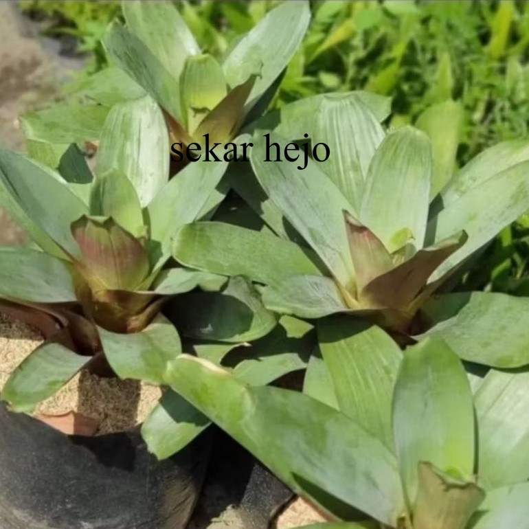 Tanaman hias Bromelia Giant / Tanaman Bromelia Giant