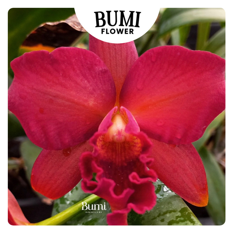 Anggrek Mini Doris CATTLEYA TAIWAN remaja / dewasa (sudah berbunga berkali-kali) - BUMI ORCHIDS | ta