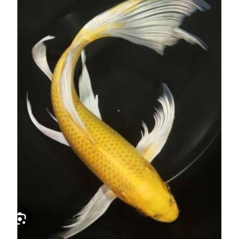 Paket koi golden slayer ogon size 11-15 k ( Berkualiatas super )