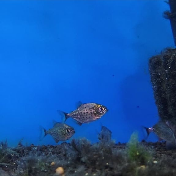 Hiasan aquarium aquascape RBP red belly piranha PENGIRIMAN KHUSUS INSTAN/GOJEK