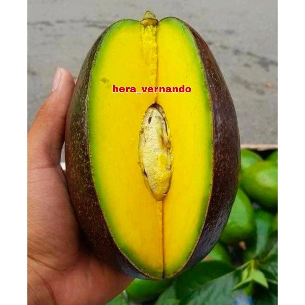 Bibit Alpukat Cuba Okulasi Super Okulasi