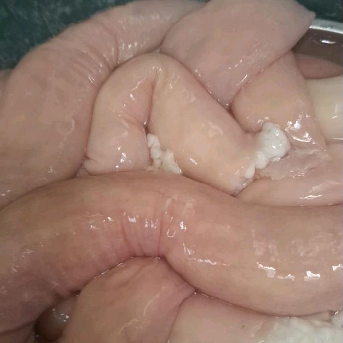 daecang usus sapi besar 1kg grosir frozen
