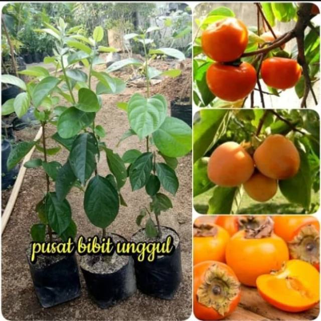 BIBIT KESEMEK JUMBO UNGGUL CEPAT BERBUAH