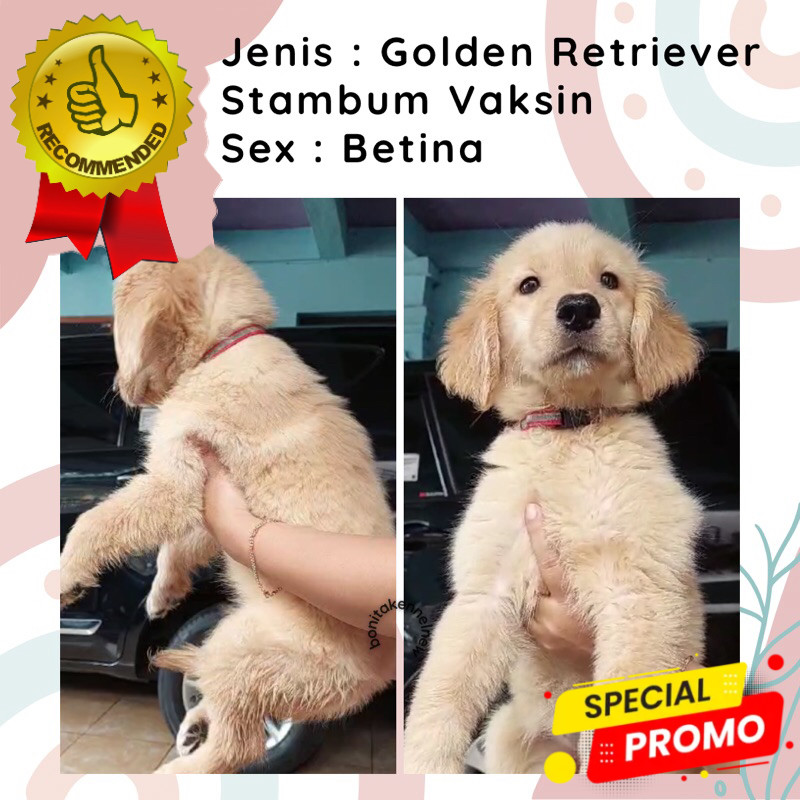 Anak Anjing Golden Retriever Stambum Jantan Betina