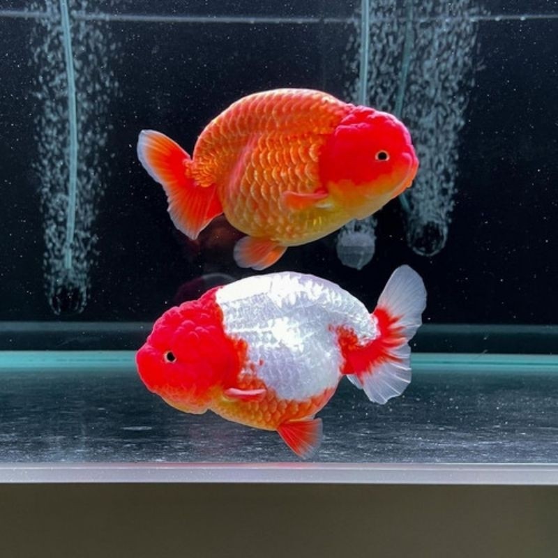 Termurah Di Shopee Koki Ranchu Buffalo Ukuran 8-10cm rw