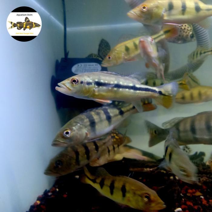 pbass pinima pinema 4-6 cm