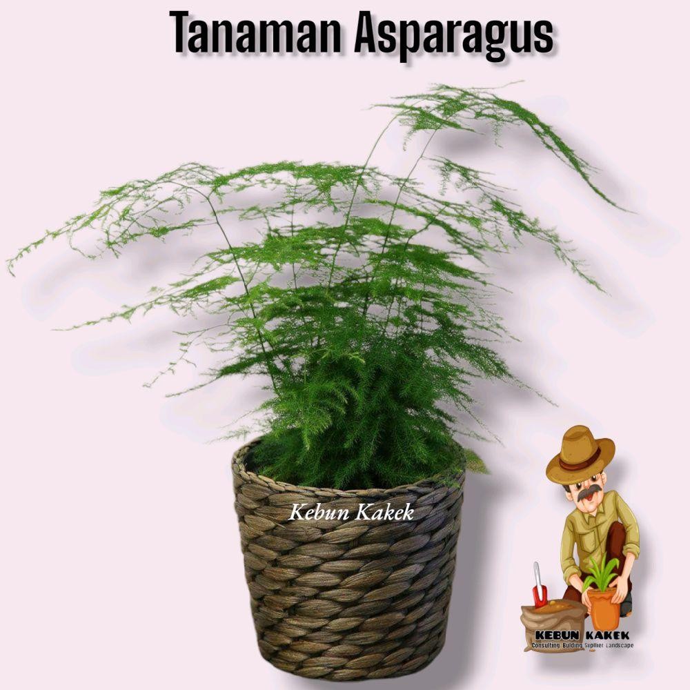 Tanaman Hias Asparagus / Tanaman Hias Hidup Asparagus / Bibit Tanaman Asparagus