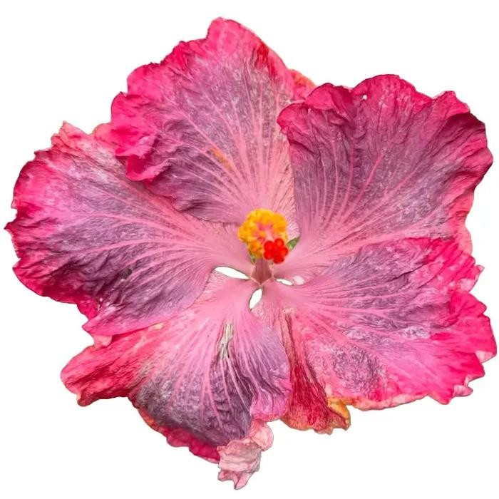 Tanaman hias kembang sepatu hibiscus swamp cloud pohon kembang sepatu hibiscus import