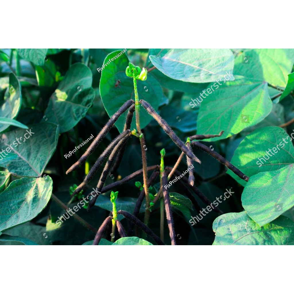 NEW BENIH KACANG HIJAU VIMA