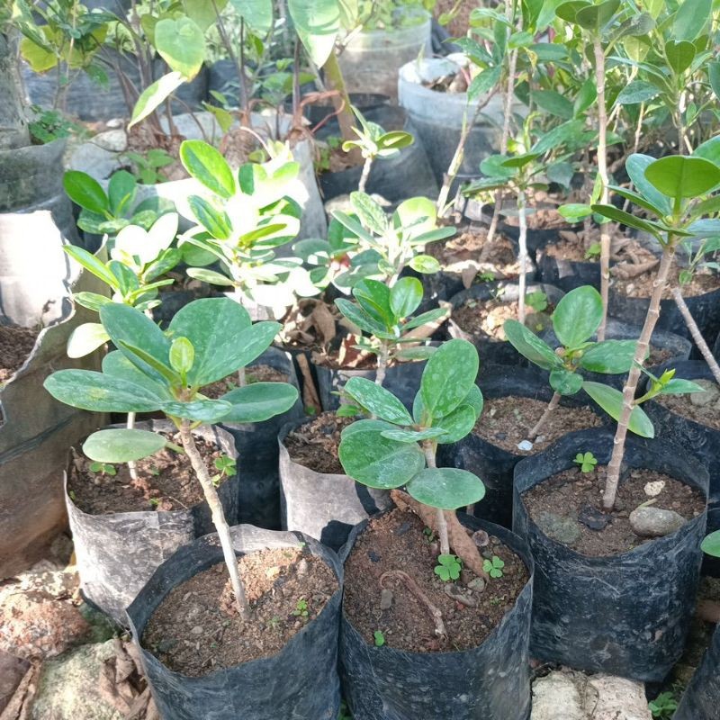 Promo Tanaman dollar / beringin dolar bahan bonsai Lokal_Jaya