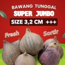 Bawang Putih Tunggal Lanang Kualitas Super Fresh Ukuran BESAR dan JUMBO