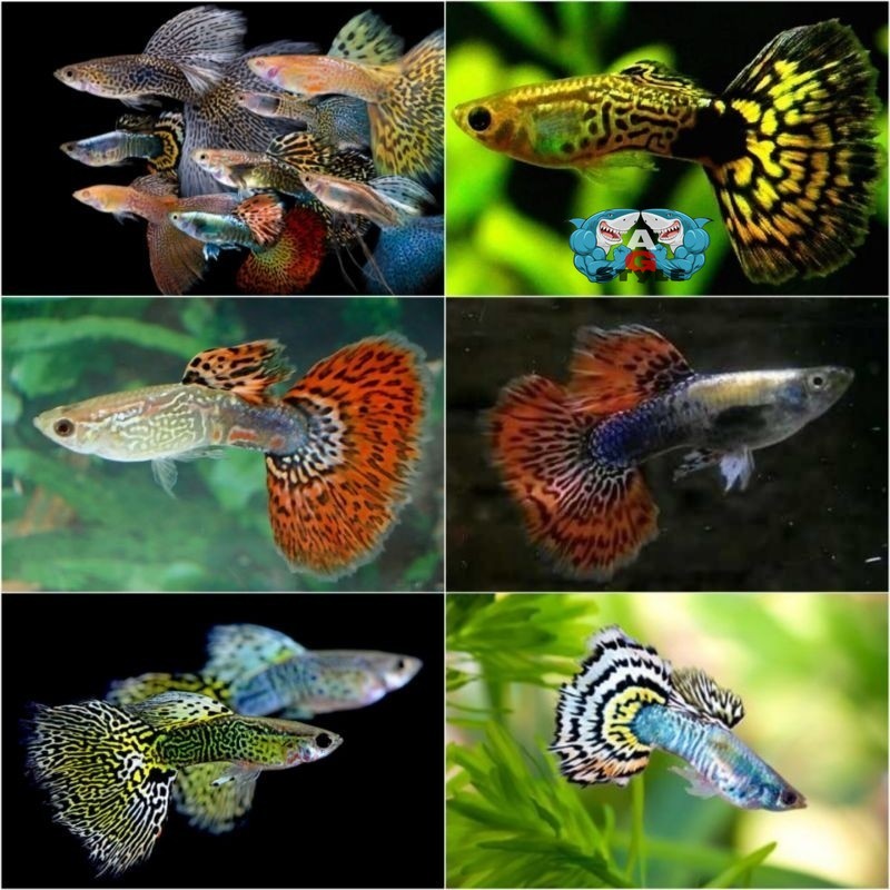 paket 10 ekor gupi gupy cobra/dragon kualitas terbaik store guppy