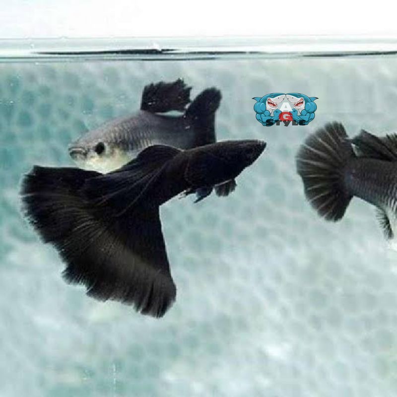 LIVE CO hiasan aquarium ikan hias Guppy black Moscow sepasang garansi bangpri