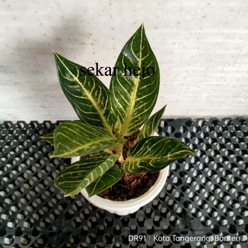 Aglonema pos white (pride of sumatra white)