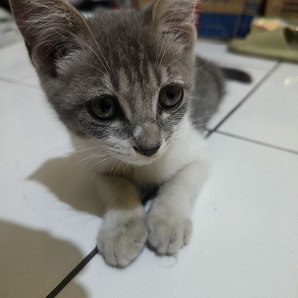 Open Adopt Adopsi Anak Kucing Kitten Betina Cimahi Bandung Stray Cat Domestik
