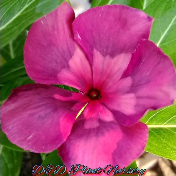 Vinca Seed_biji vinca BATIK PINK