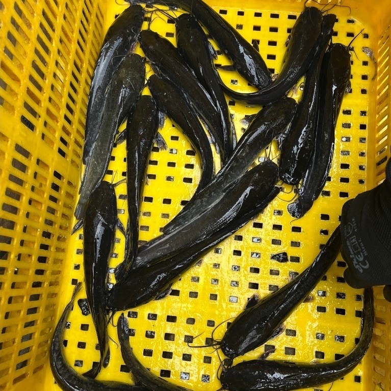 Lele Konsumsi Hidup 1kg Isi 5-10 Ekor Daging Tebal Segar Fresh Murah