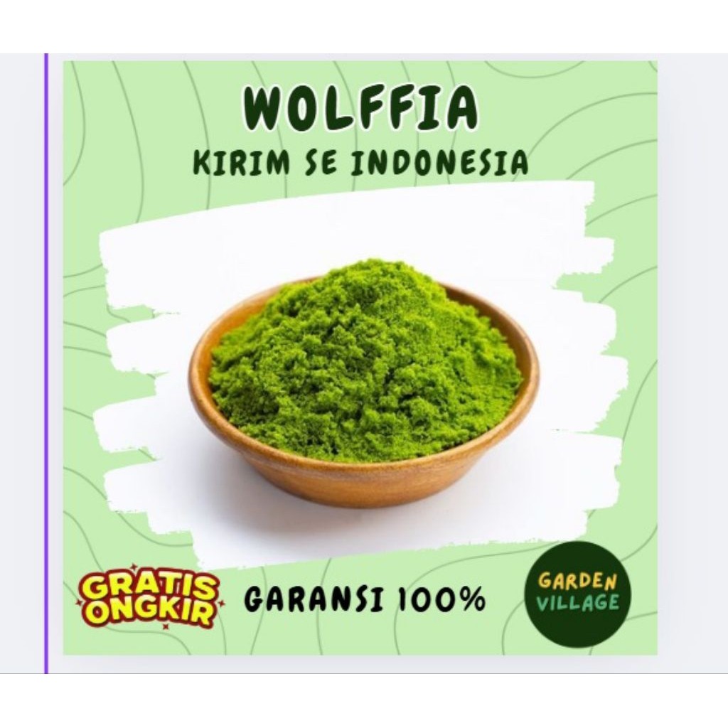 PAKAN ALTERNATIF Bibit Wolffia Bibit 100gr & 200gr – Segar