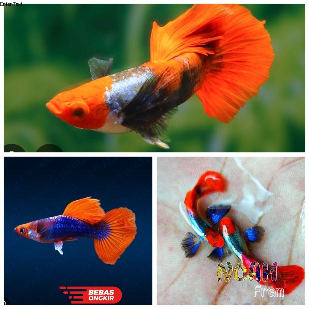 ikan guppy tuxedo koi / ikan hias gappy PRTD / ikan hias gupy dragon /  ikan hias guppy tuxedo koi /