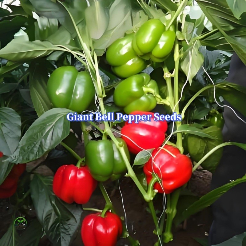 High Yield Giant Bell Pepper Seeds about 300 Seeds/bag Sweet Pepper King Seeds Vegetable Seeds for S