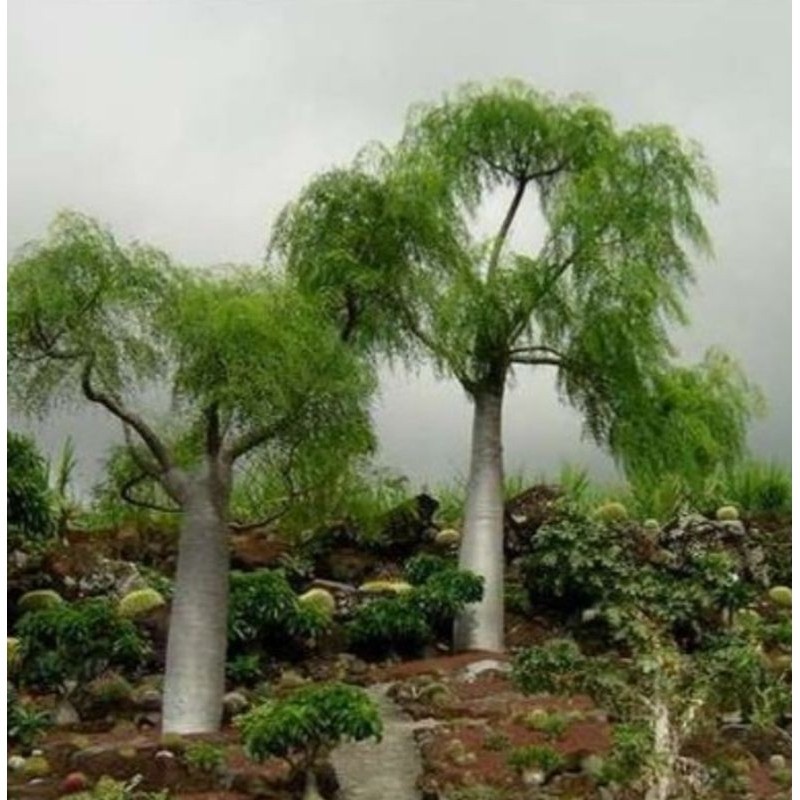 Tanaman Kelor Afrika - Tanaman Hias Pohon Hidup Moringa Hildebrandtii - Pohon Kelor Afrika