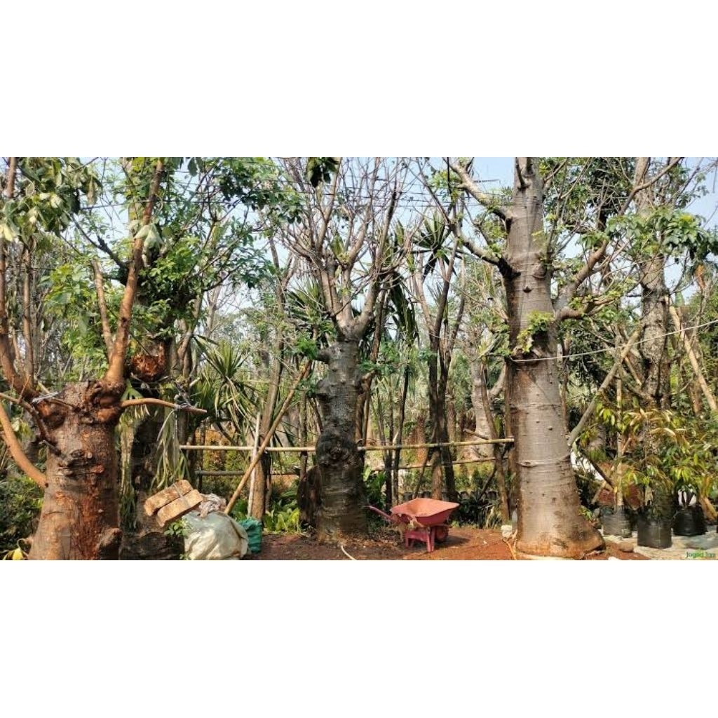 tanaman kaki gajah baobab unggulan berkualitas