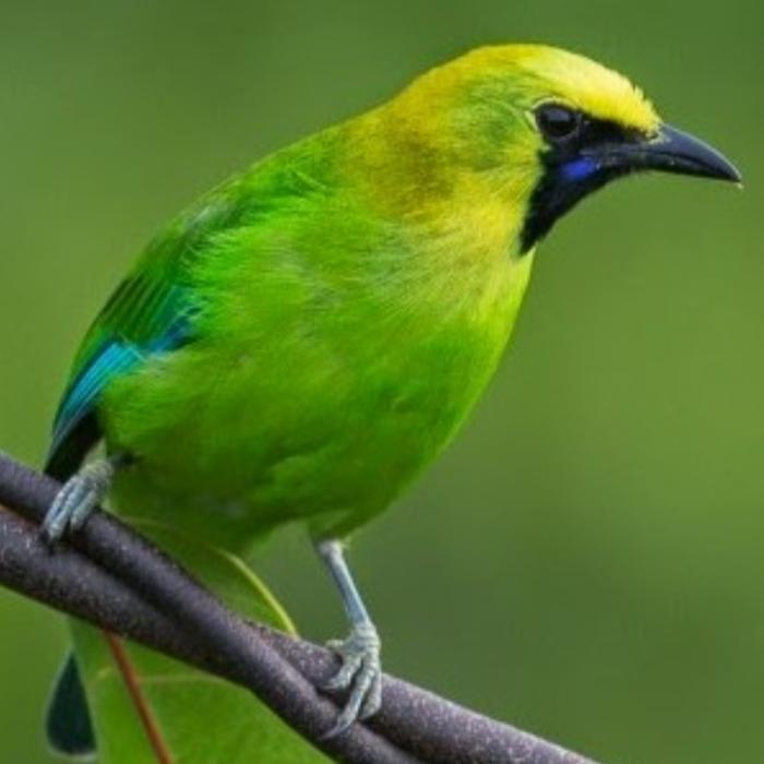 CS burung cucak ranting jantan