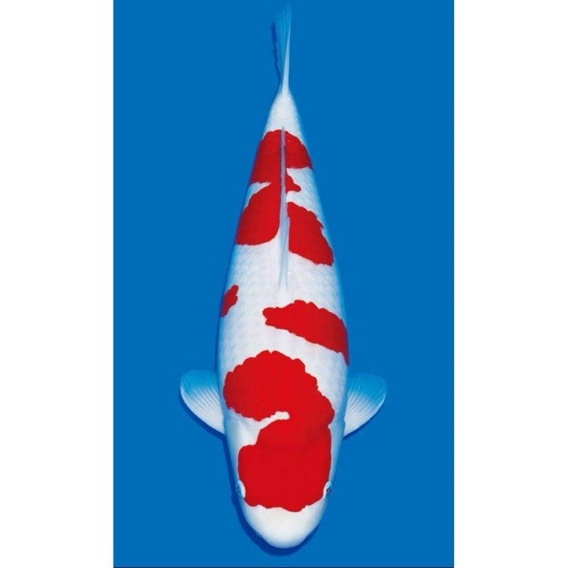 Last Fish Farm Koi Kohaku Import size 15-20Cm Blitar grade A Premium berquality Bergaransi pulau Jaw