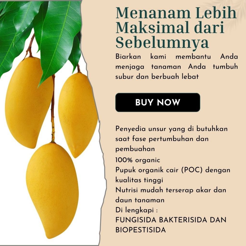 ADA BOOSTER PELEBAT BUAH MANGGA | Pupuk booster mangga | pupuk pelebat buah mangga anti rontok | BOO