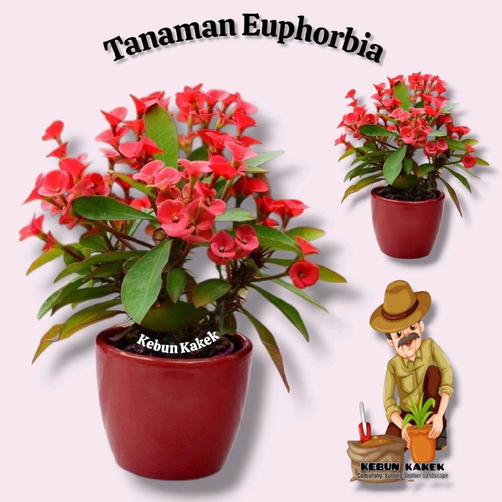 Tanaman Hias Euphorbia / Tanaman Hidup Euphorbia / Bibit Tanaman Euphorbia